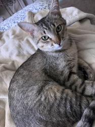Lost Male Cat last seen Copper and Juan Tabo, Albuquerque, NM 87123