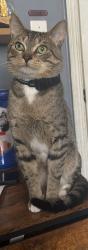 Lost Male Cat last seen Kemper park, Carpentersville, IL 60110