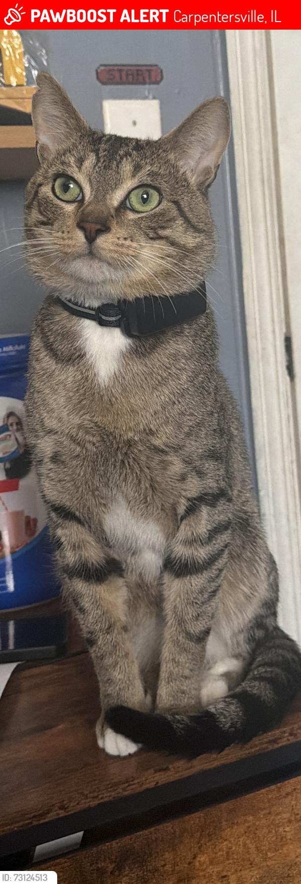 Lost Male Cat last seen Kemper park, Carpentersville, IL 60110