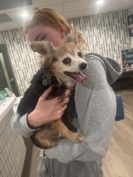 Found/Stray Female Dog last seen Found crossing the smoke shop, Nampa, ID 83687