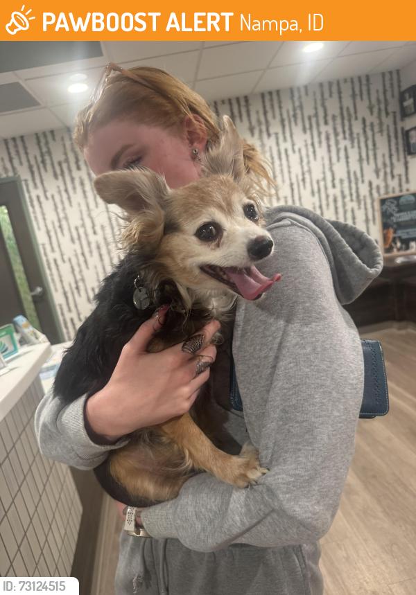 Found/Stray Female Dog last seen Found crossing the smoke shop, Nampa, ID 83687