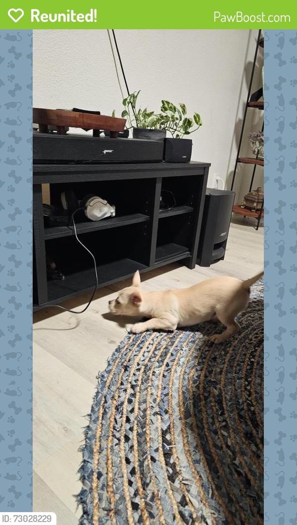 Reunited Male Dog last seen james burke ave, Patterson, CA 95363
