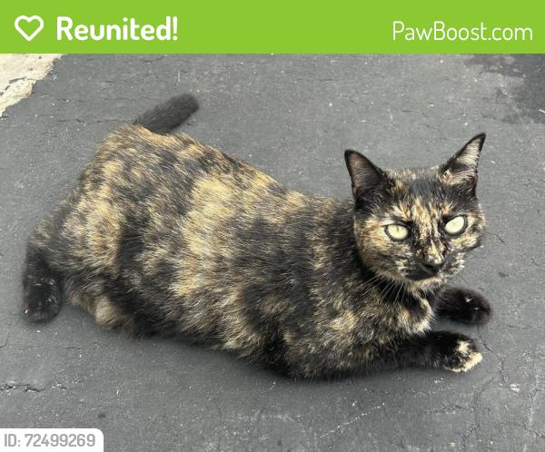 Reunited Female Cat last seen Near NW 12th Ct, Sunrise, FL 33323, USA, Sunrise, FL 33323