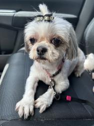 Reunited Female Dog last seen Flamingo Bay, Sunrise, FL 33323