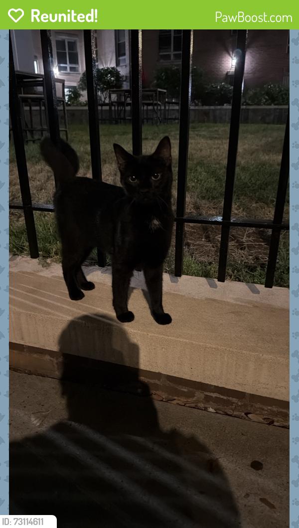 Reunited Male Cat last seen Longwood and 156, The Bronx, NY 10455