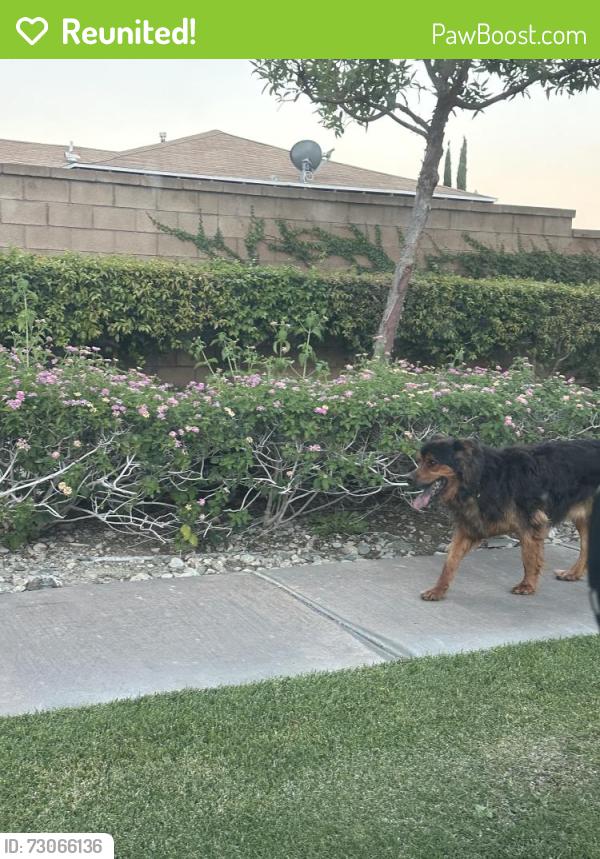 Reunited Unknown Dog last seen W mesa ave and n truly, Rialto, CA 92376