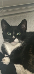 Lost Female Cat last seen 71at Ave and peoria, Peoria, AZ 85345