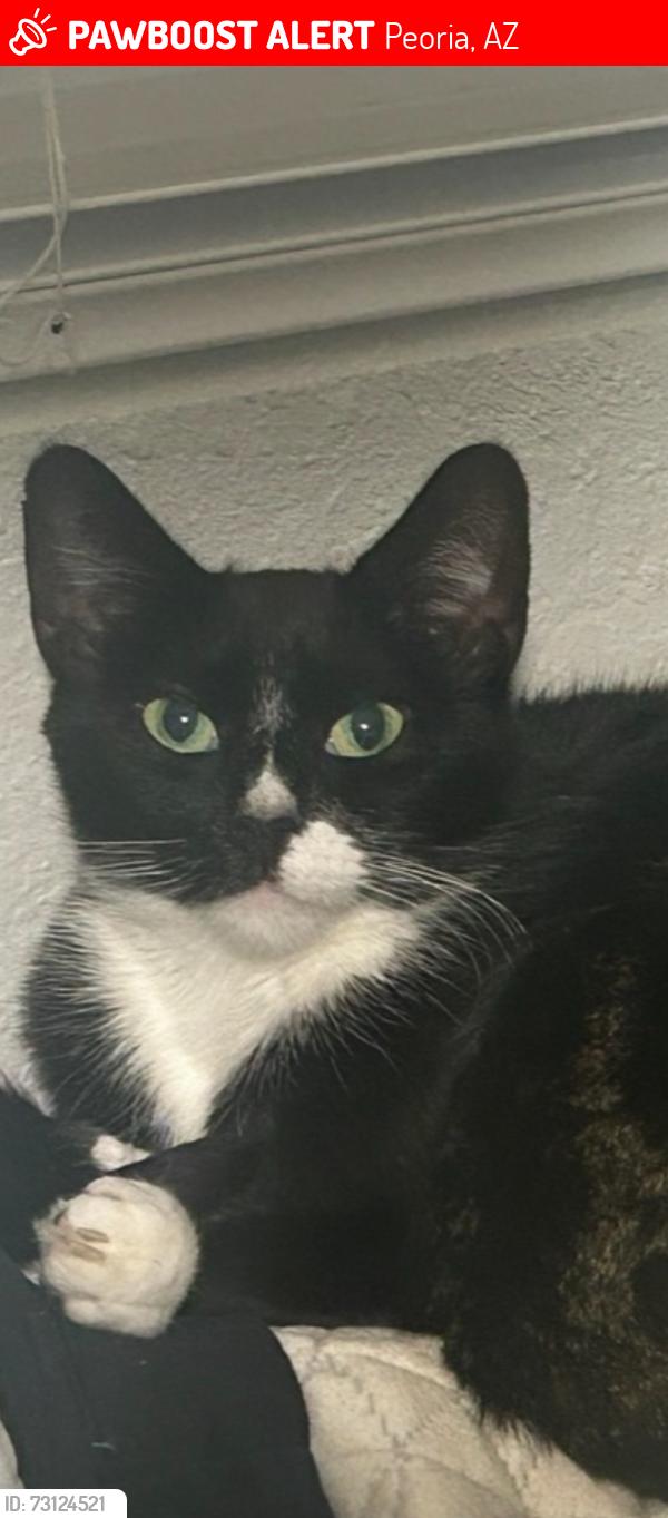 Lost Female Cat last seen 71at Ave and peoria, Peoria, AZ 85345