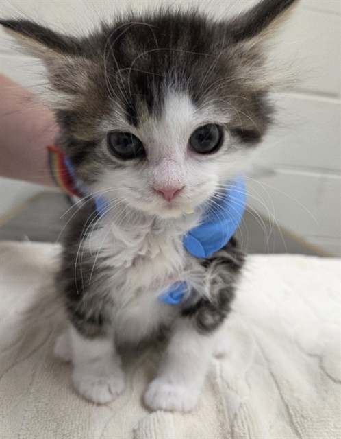 Shelter Stray Female Cat last seen Near BLOCK E COLFAX AVE, 12155 Park Blvd, Brighton, CO 80601, USA
