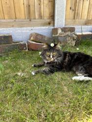 Reunited Female Cat last seen Swallow Road, Langley Green, West Sussex, England 