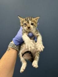 Shelter Stray Female Cat last seen Near BLOCK NW 18TH AVE, 3599 NW 79th Ave, Doral, FL 33122, USA