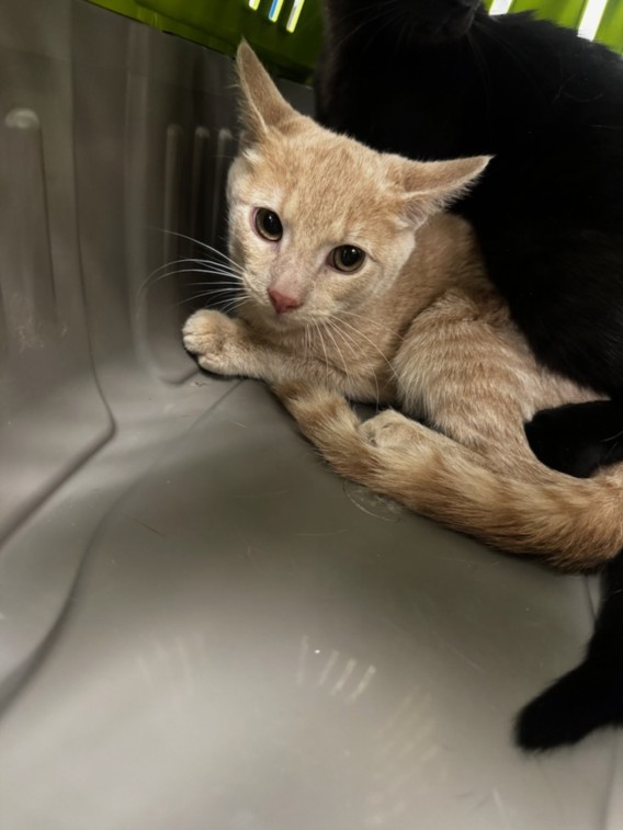 Shelter Stray Male Cat last seen , 14409 Vanowen St, Van Nuys, CA 91405, USA