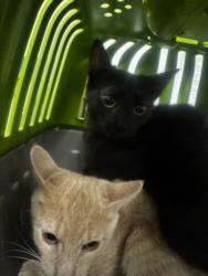 Shelter Stray Female Cat last seen , 14409 Vanowen St, Van Nuys, CA 91405, USA