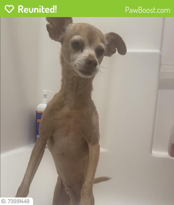 Reunited Male Dog last seen Near E Vine Ave Orange CA 92869, Orange, CA 92869