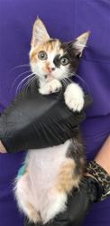 Shelter Stray Female Cat last seen N D ST AND 17TH, 333 Chandler Pl, San Bernardino, CA 92408, USA