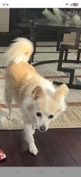 Lost Male Dog last seen Judsonville dr and hunsaker ct Antioch, CA, Antioch, CA 94531