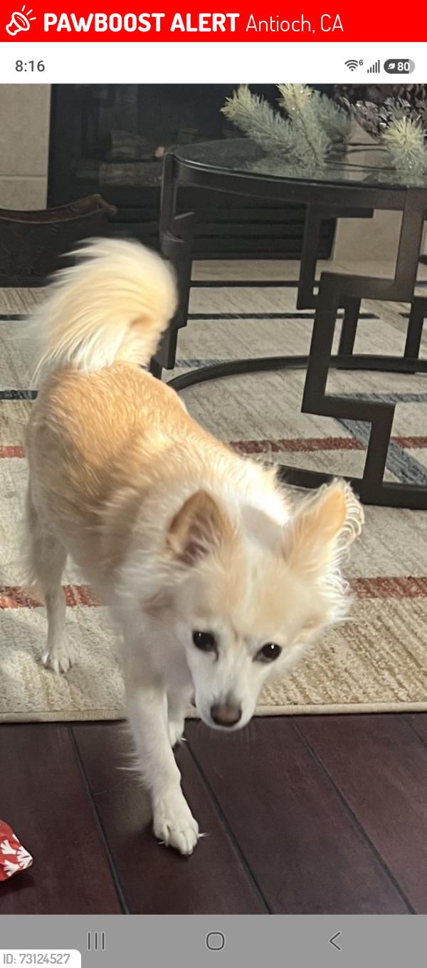 Lost Male Dog last seen Judsonville dr and hunsaker ct Antioch, CA, Antioch, CA 94531