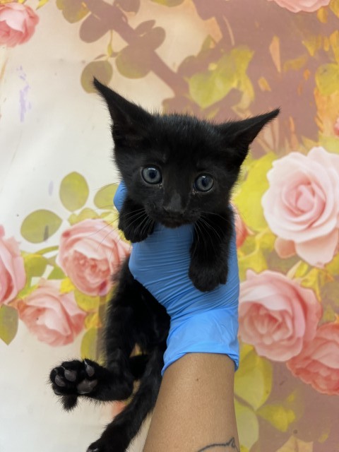Shelter Stray Female Cat last seen N CLIFFORD WEST EASTON, 333 Chandler Pl, San Bernardino, CA 92408, USA