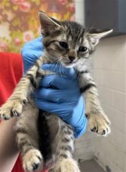 Shelter Stray Female Cat last seen N CLIFFORD WEST EASTON, 333 Chandler Pl, San Bernardino, CA 92408, USA