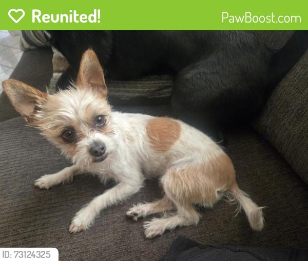 Reunited Female Dog last seen Howard st between 9th and 10th street, Corona, CA 92879