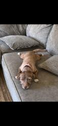 Reunited Female Dog last seen Pigeon Pass Rd, Moreno Valley, CA, USA, Moreno Valley, CA 92557