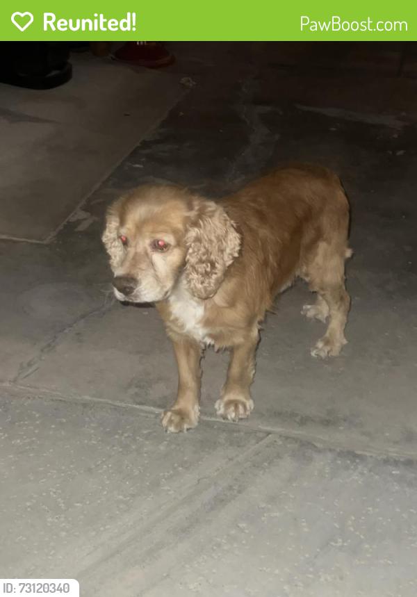 Reunited Unknown Dog last seen Cody Road and Highway 18, Lucerne Valley, CA 92356