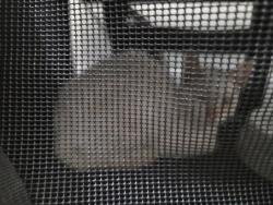 Found/Stray Female Cat last seen Mt Ararat, San Diego, CA 92111