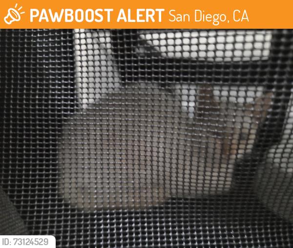 Found/Stray Female Cat last seen Mt Ararat, San Diego, CA 92111