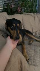 Reunited Male Dog last seen Douglas Park, Surrey, BC V3R 0M7