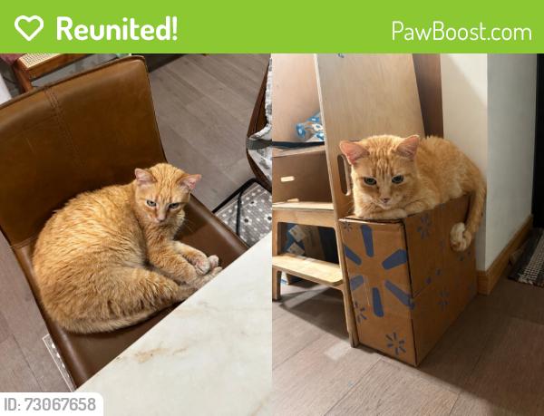 Reunited Male Cat last seen Near Muir Dr, San Jose, CA 95124