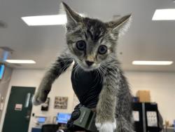 Shelter Stray Male Cat last seen Near BLOCK E SUNDOWN CREST DR, LA QUINTA CA 92253, 72050 Pet Land Pl, Thousand Palms, CA 92276, USA