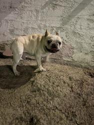 Reunited Male Dog last seen Innsdale and worthington, La Presa, CA 91977