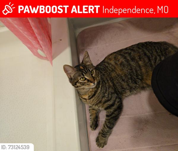 Lost Female Cat last seen Truman Rd & Lees Summit Rd, Independence, MO 64050