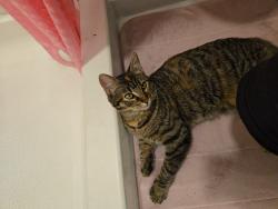 Lost Female Cat last seen Truman Rd & Lees Summit Rd, Independence, MO 64050