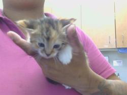 Shelter Stray Female Cat last seen ANTELOPE RD/SUNRISE BLVD, 95610, 3839 Bradshaw Rd, Sacramento, CA 95827, USA