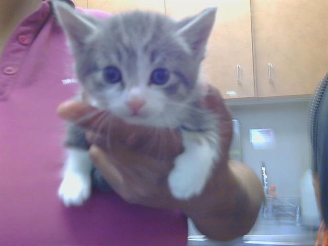 Shelter Stray Male Cat last seen ANTELOPE RD/SUNRISE BLVD, 95610, 3839 Bradshaw Rd, Sacramento, CA 95827, USA