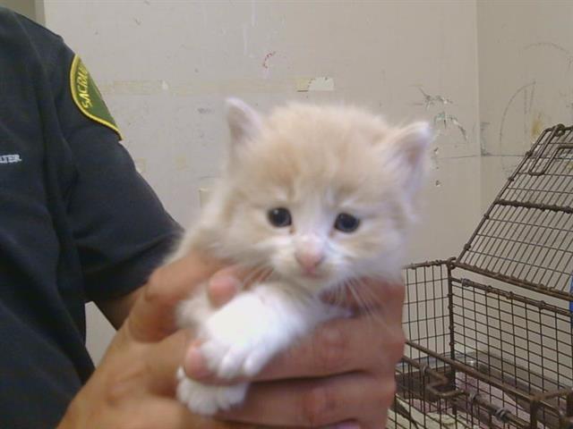 Shelter Stray Male Cat last seen ANTELOPE RD/SUNRISE BLVD, 95610, 3839 Bradshaw Rd, Sacramento, CA 95827, USA