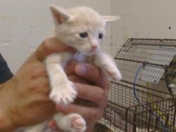 Shelter Stray Male Cat last seen ANTELOPE RD/SUNRISE BLVD, 95610, 3839 Bradshaw Rd, Sacramento, CA 95827, USA