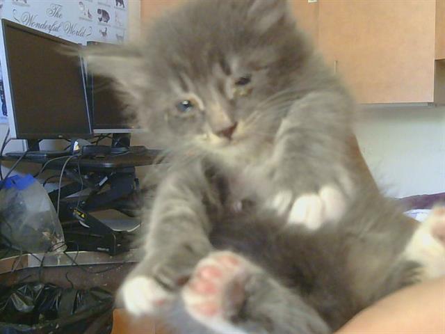 Shelter Stray Male Cat last seen SUBARU CT/ZAMBRA WAY, 95826, 3839 Bradshaw Rd, Sacramento, CA 95827, USA