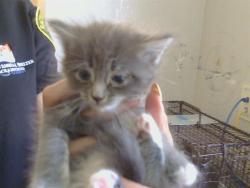 Shelter Stray Female Cat last seen SUBARU CT/ZAMBRA WAY, 95826, 3839 Bradshaw Rd, Sacramento, CA 95827, USA