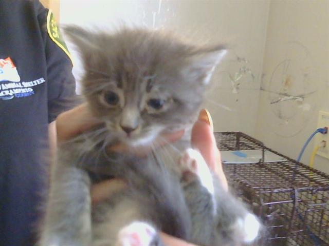 Shelter Stray Female Cat last seen SUBARU CT/ZAMBRA WAY, 95826, 3839 Bradshaw Rd, Sacramento, CA 95827, USA