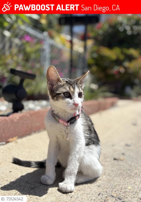 Lost Female Cat last seen Gas station, San Diego, CA 92126