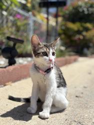 Lost Female Cat last seen Gas station, San Diego, CA 92126