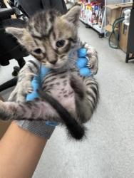 Shelter Stray Female Cat last seen Near BLOCK D ST, MCKITTRICK CA 93251, 3951 Fruitvale Ave, Bakersfield, CA 93308, USA