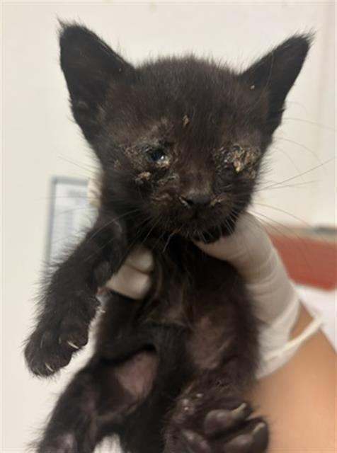 Shelter Stray Male Cat last seen Near BLOCK CARRERE ST, BAKERSFIELD CA 93308, 3951 Fruitvale Ave, Bakersfield, CA 93308, USA