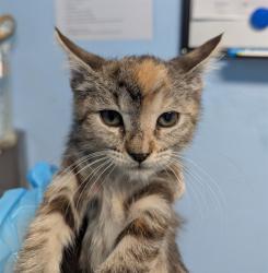 Shelter Stray Female Cat last seen Near BLOCK CARRERE ST, BAKERSFIELD CA 93308, 3951 Fruitvale Ave, Bakersfield, CA 93308, USA