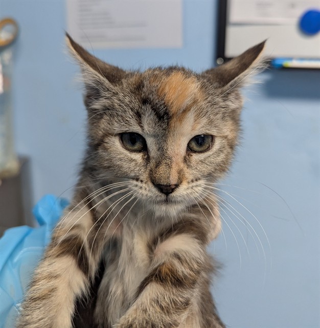 Shelter Stray Female Cat last seen Near BLOCK CARRERE ST, BAKERSFIELD CA 93308, 3951 Fruitvale Ave, Bakersfield, CA 93308, USA
