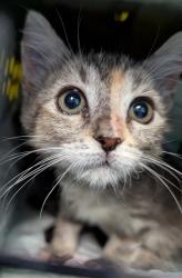 Shelter Stray Female Cat last seen Near BLOCK CARRERE ST, BAKERSFIELD CA 93308, 3951 Fruitvale Ave, Bakersfield, CA 93308, USA