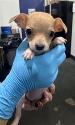 Shelter Stray Female Dog last seen Near BLOCK WOODROW AVE, BAKERSFIELD CA 93308, 3951 Fruitvale Ave, Bakersfield, CA 93308, USA