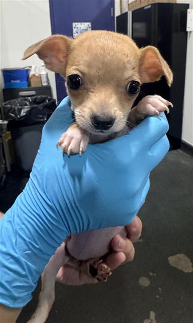 Shelter Stray Female Dog last seen Near BLOCK WOODROW AVE, BAKERSFIELD CA 93308, 3951 Fruitvale Ave, Bakersfield, CA 93308, USA